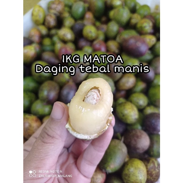 

1KG BUAH MATOA DAGING TEBAL MANIS READY LANGSUNG KIRIM