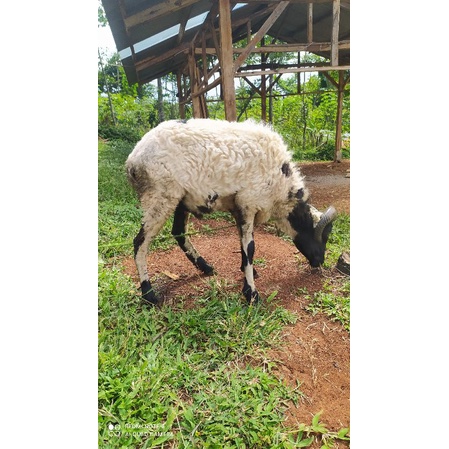 domba qurban kurban garut bandung