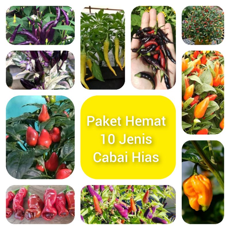 Paket Cabe Hias 10 Jenis Cabe Pelangi F1 Berkualitas