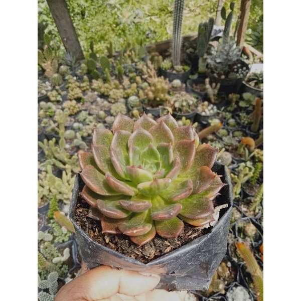 mawar indukan/kaktus Pasaman/kaktus murah/kaktus ownroot