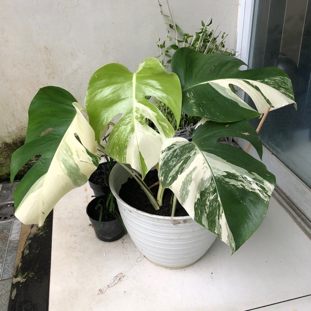 Monstera Variegata Shopee Indonesia