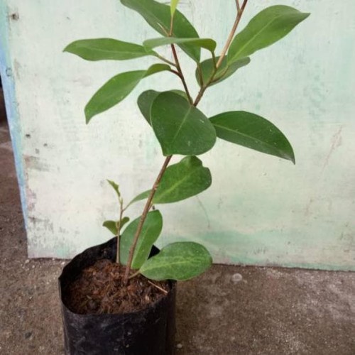 BIBIT BERINGIN BRINGIN IPRIK / PREH