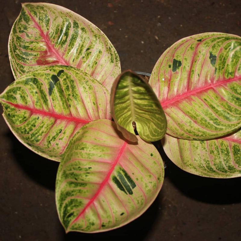 bonggol Aglonema Moonlight/bibit tanaman aglonema Moonlight