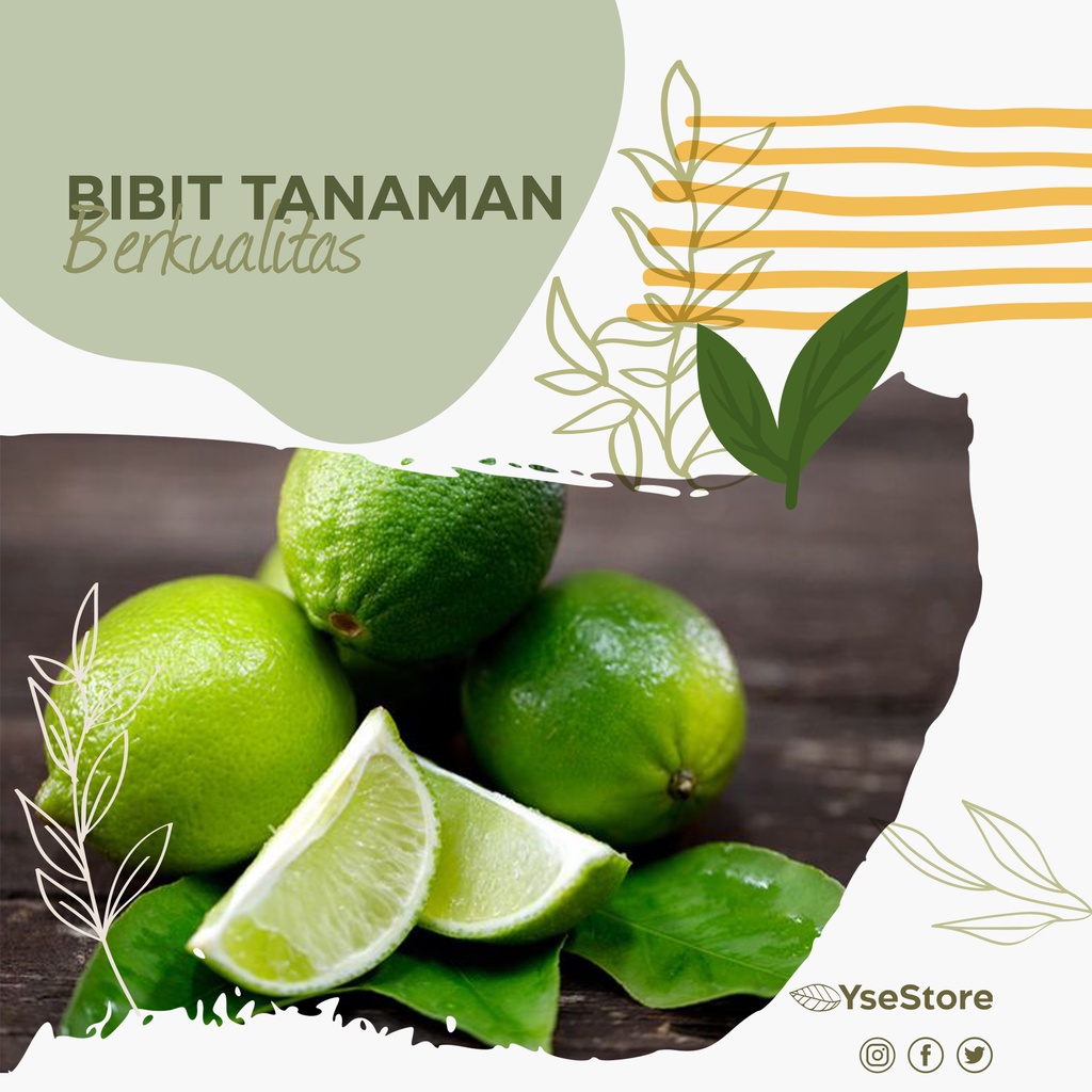 Bibit Jeruk Nipis - Buah Jeruk Nipis - Hasil Okulasi