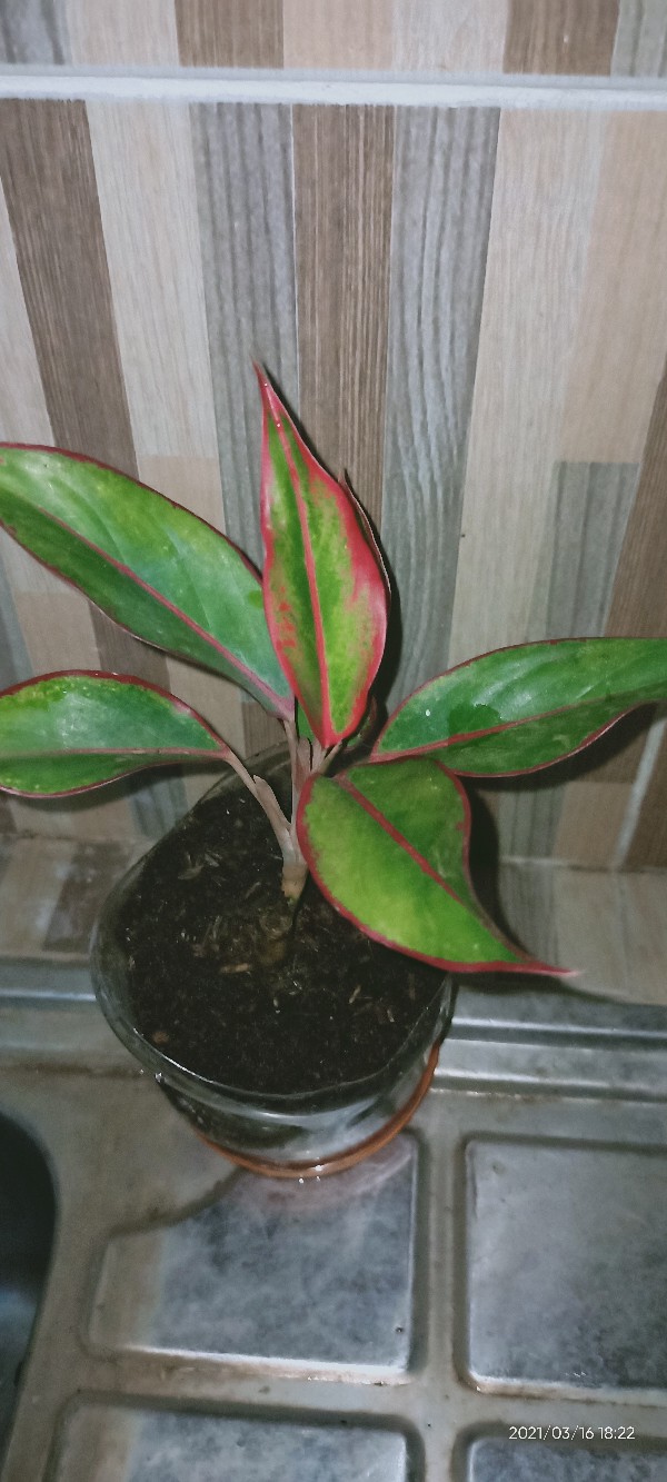 Tanaman Aglonema Lipstik |tanaman Hias Aglonema