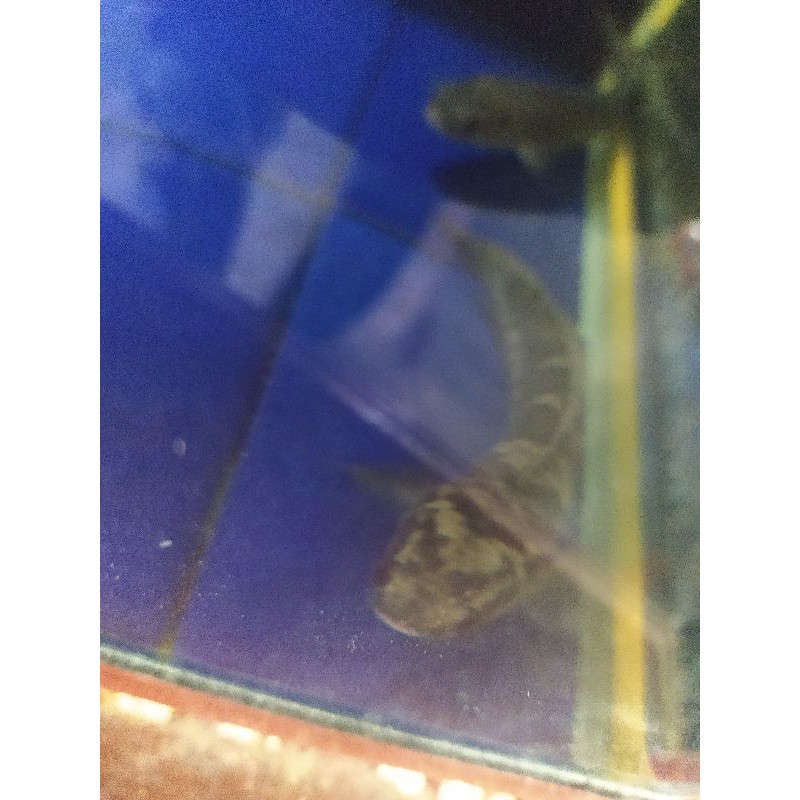 

IKAN YELLOW SENTARUM MATA MERAH 17CM MURMER PERIH PEDES