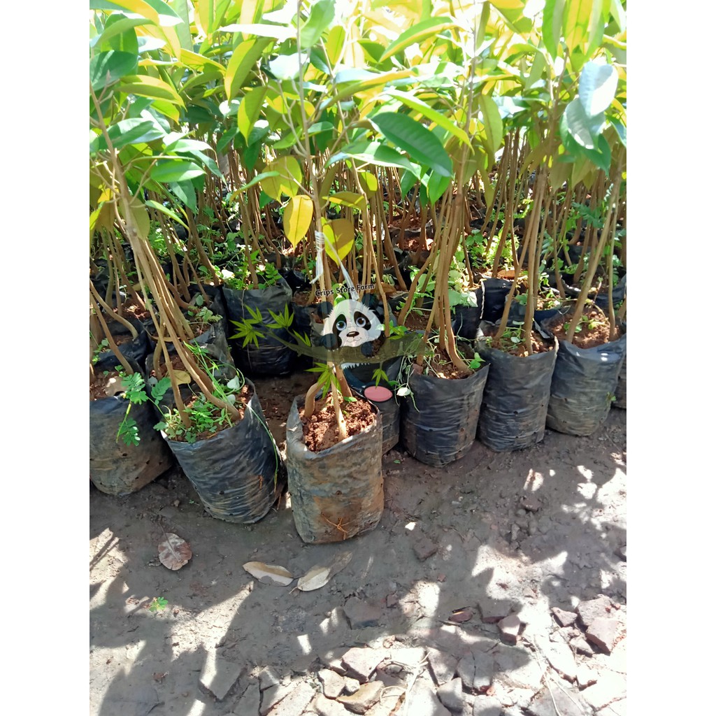 Bibit Durian Musangking kaki 3 Cepat Berbuah