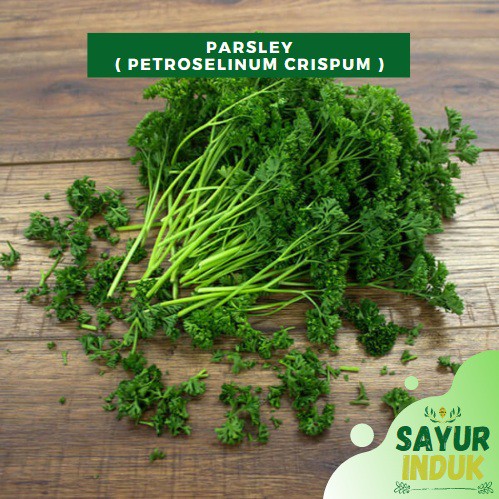 

Sayur Induk - Parsley 250 Gram Fresh Grade A Petroselinum Crispum