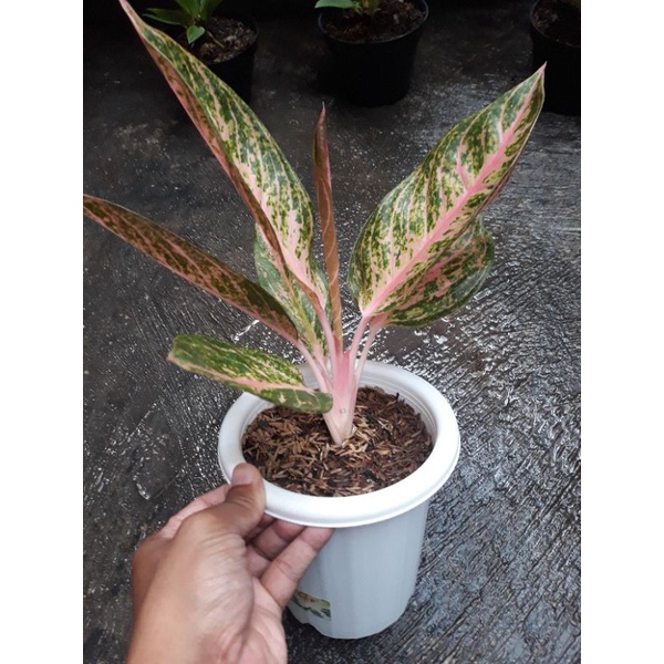 Aglaonema Tamara