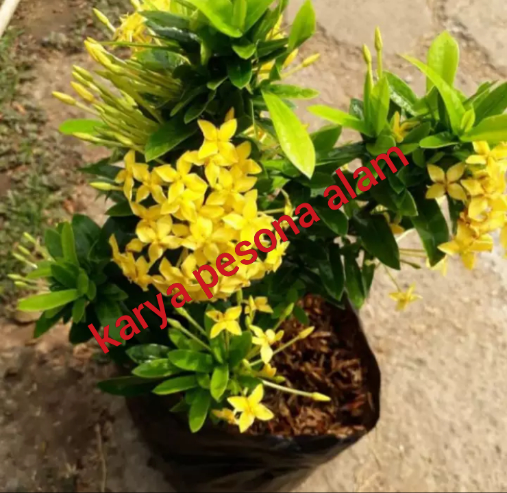 tanaman hias asoka bunga kuning/pohon asoka bunga kuning