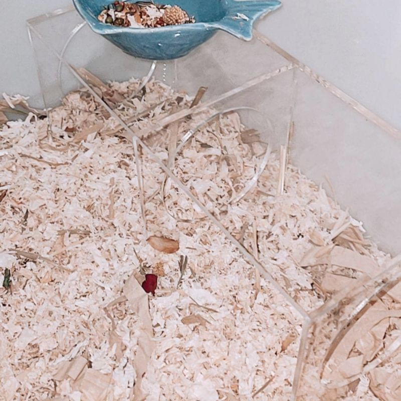 Acrylic Hamster Tunnel | Alextine Small Pets