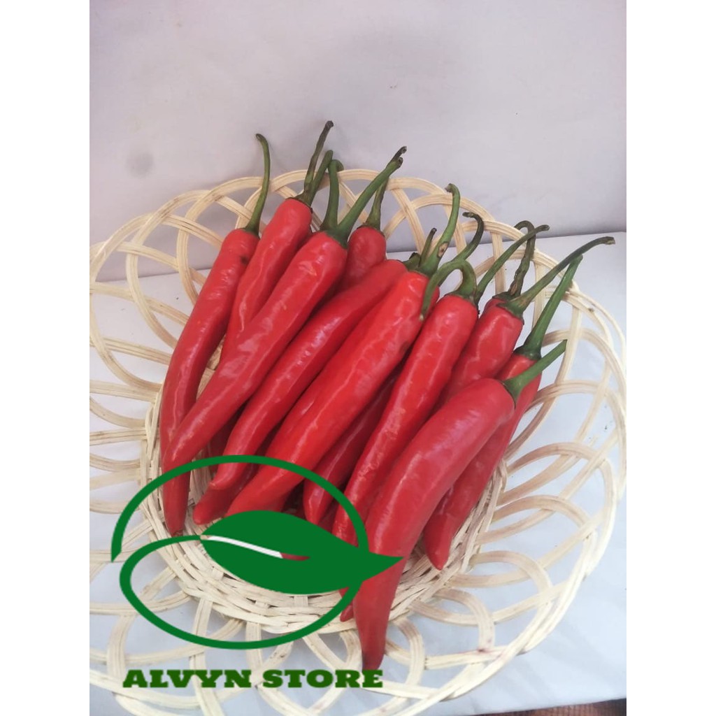 

CABE MERAH BESAR
