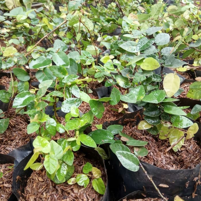 Tanaman dollar mini / Pohon dollar kecil - dollar rambat