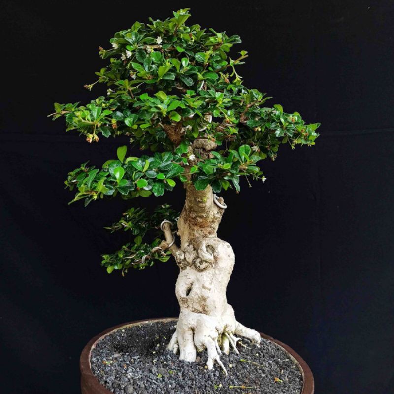 Bonsai Hokiantea Carmona Retusa Import Bunga Prospek
