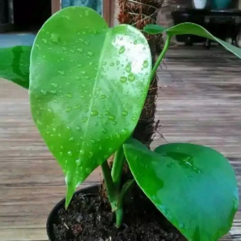 Monstera Philodendron Monstera Deliciosa Ukuran Baby Anakan Shopee Indonesia