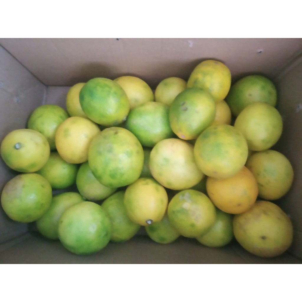 

JERUK LEMON 1KG
