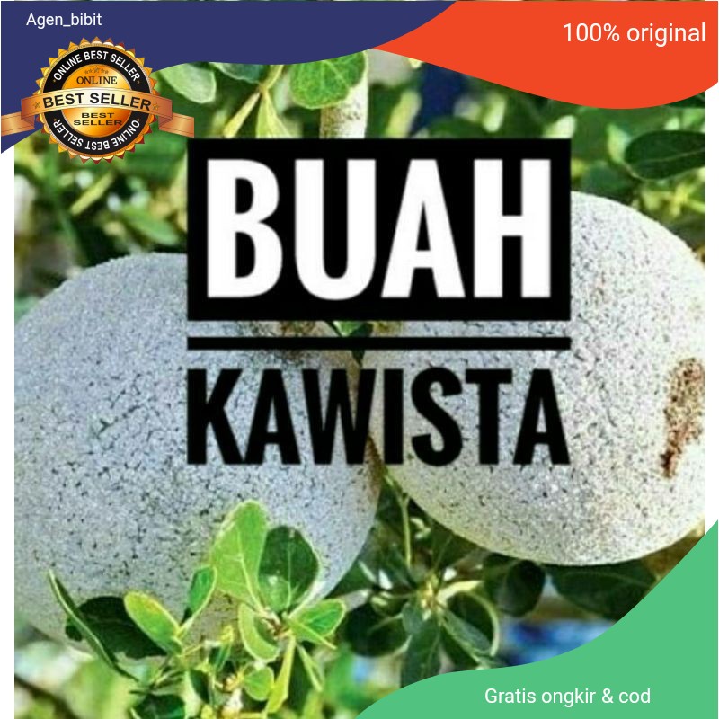 Bibit Buah Kawista || Bibit Kawista okulasi stek batang cepat berbuah