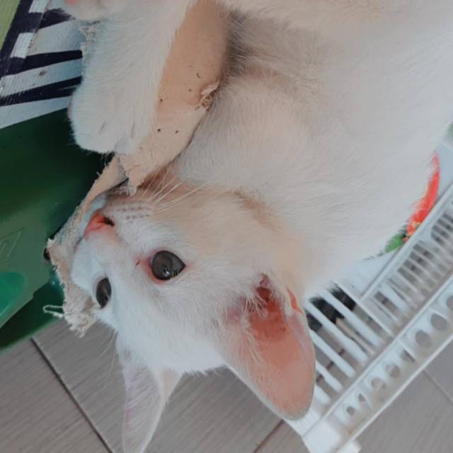 nur_chamidah97