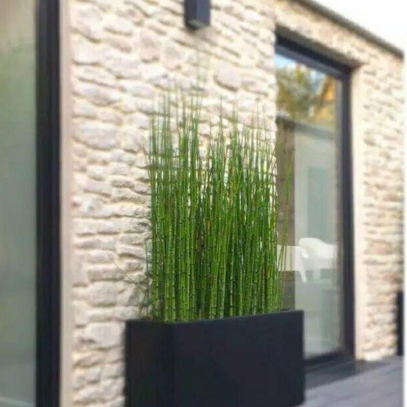 Tanaman hias hidup bambu air rimbun Tanaman hias bambu air tanaman hias murah bambu air