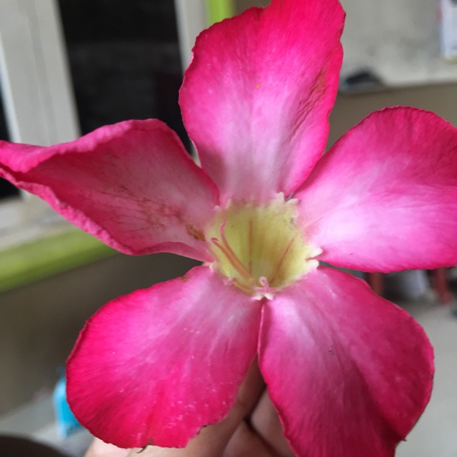 Adenium Obesum Bunga Single Warna Pink.