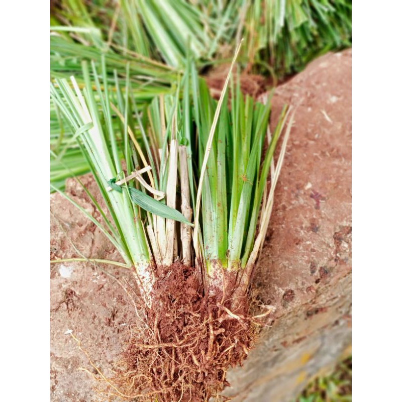 rumput vetiver / rumput wangi
