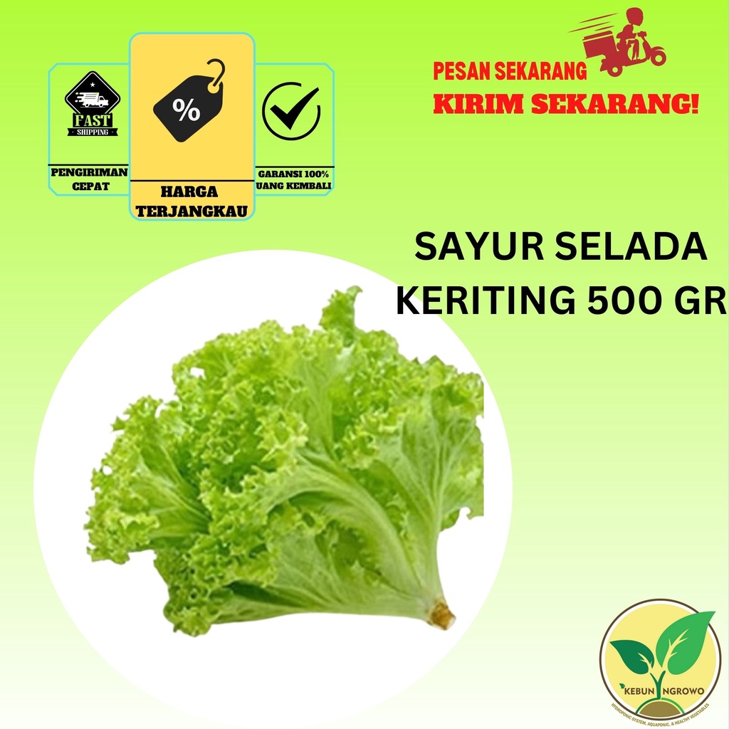 

selada keriting 500gr