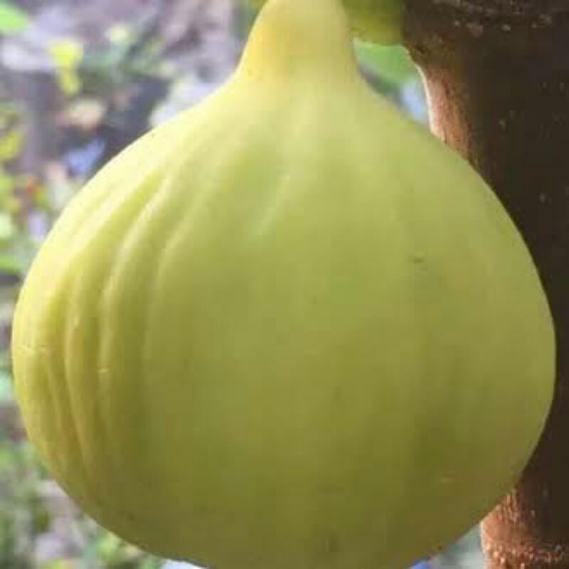 bibit buah tin kuning jumbo JIN AO FEN bibit tin cangkok
