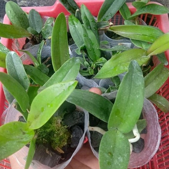 Anggrek cattleya remaja hybrid