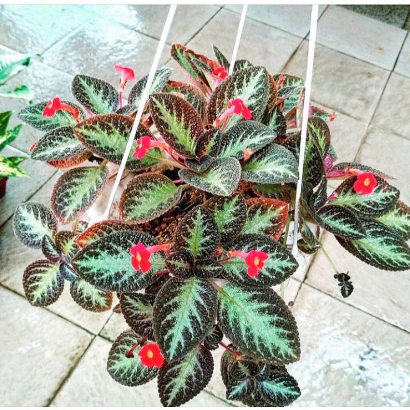 tanaman hias hidup eviscia tanaman pot gantung tanaman hias hidup episcia