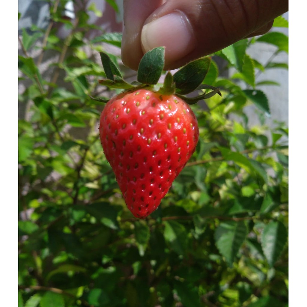 Strawberry Buah Segar Bandung