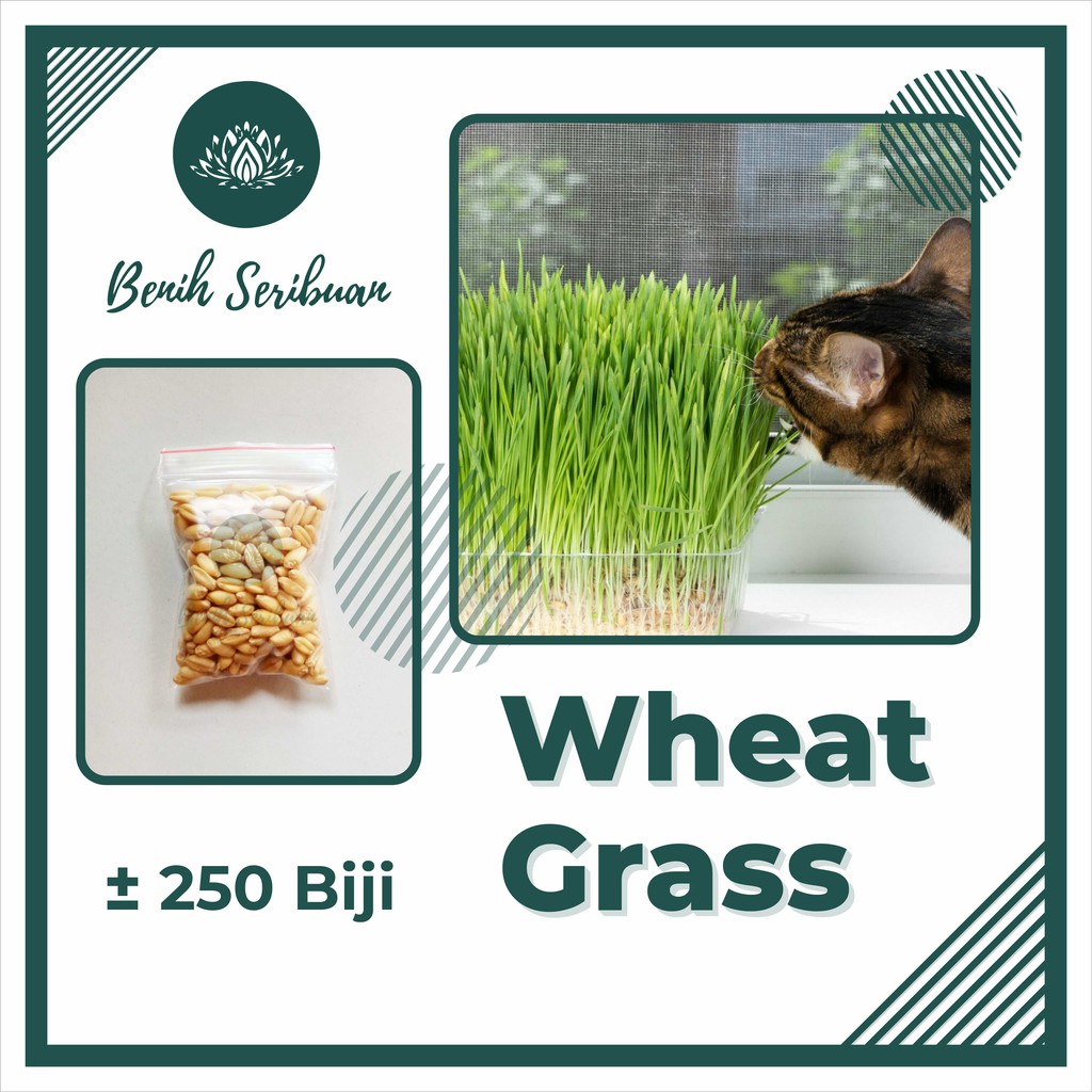 250 Benih Wheatgrass Kucing Bibit Wheat Grass Microgreen Tanaman Rumput Kucing Cat Grass Unggul