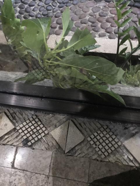 Bibit Buah Alpukat Mentega Kendil Jumbo Griya Bibit Tanaman