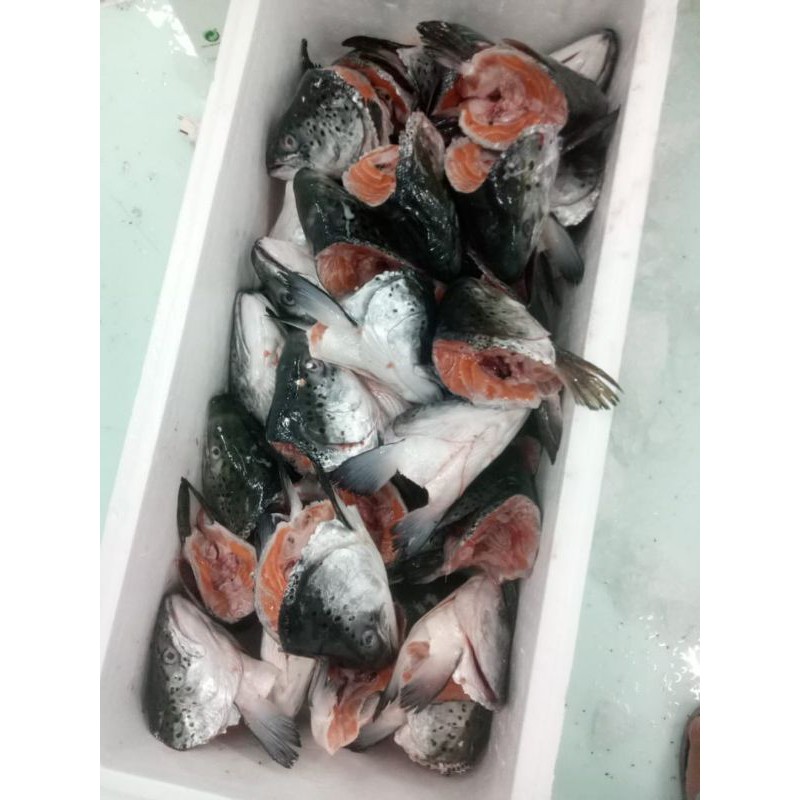 

kepala salmon