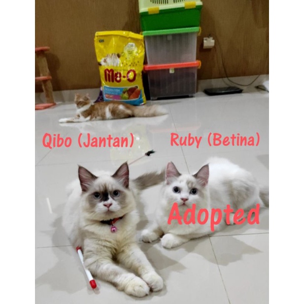 Kitten Ragdoll