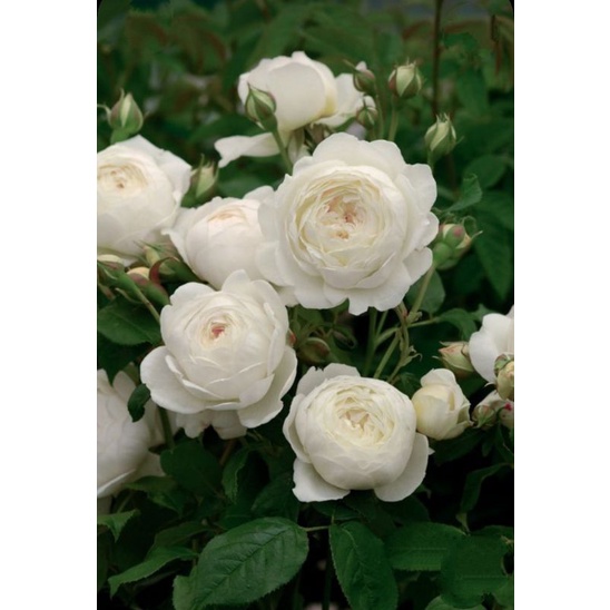 MAWAR IMPORT DESDEMONA dewasa