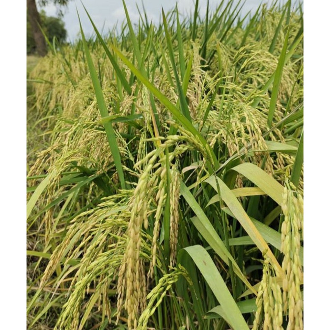 

Benih padi SR Premium