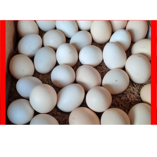 

Telur Ayam Kampung Asli 4 Butir | Pasar Induk Pekanbaru #Harga_Grosir