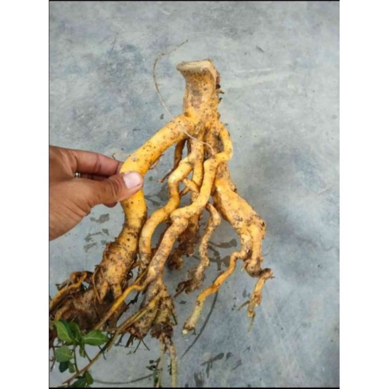 DONGKELAN BONSAI SMALL SERUT AKAR KEBALIK 6K