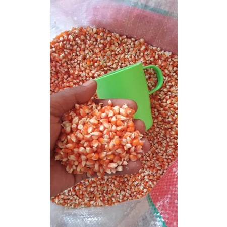 

JAGUNG KRISTAL