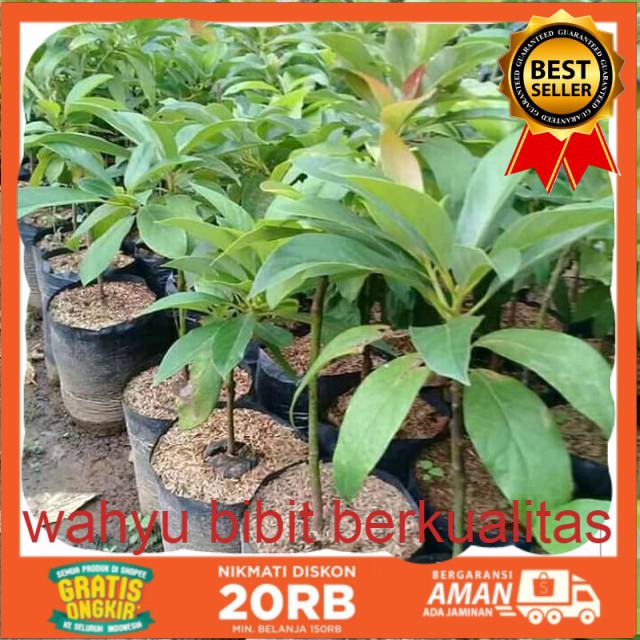 Bibit alpukat pluwang