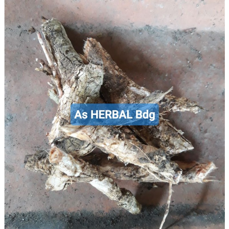 

Akar pohon salam segar 250 gram-az