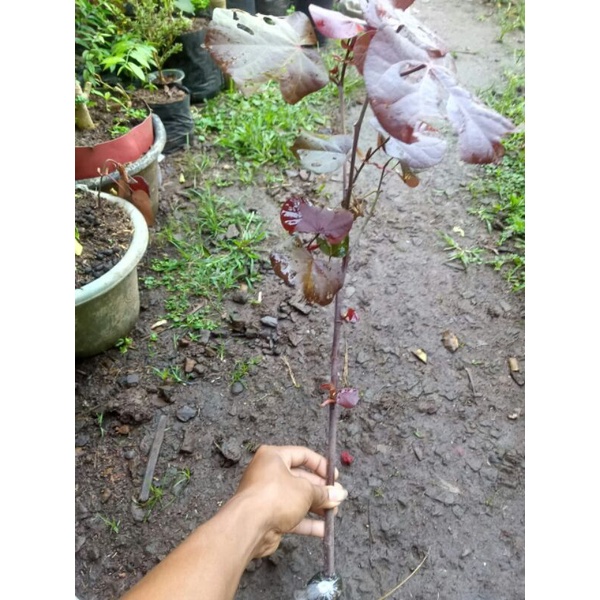 Bibit bonsai waru merah cangkok