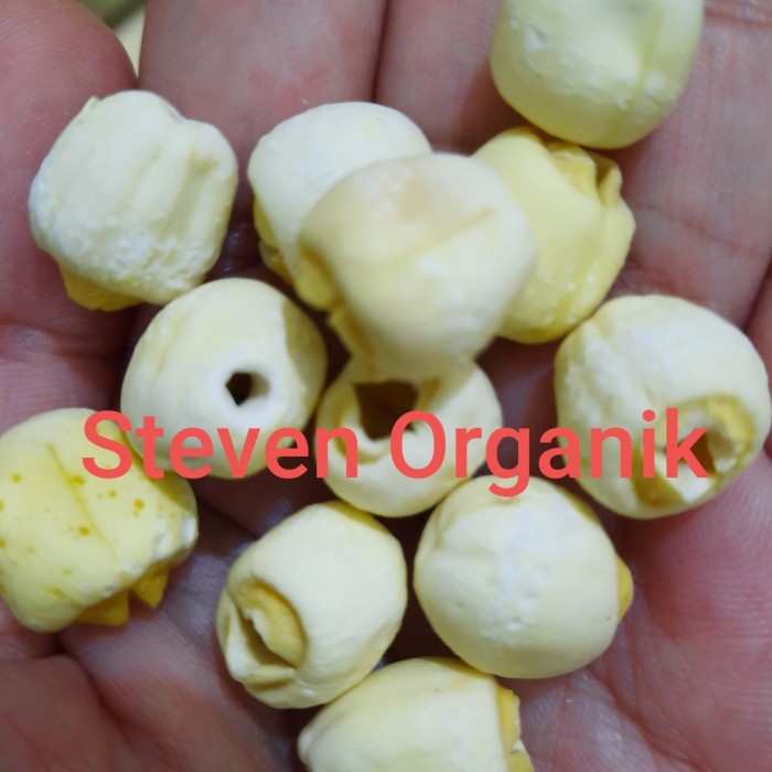 

vd201gf Biji Teratai 500 Gr / White Lotus Seed / Lianci / Lianzhi Dscscv