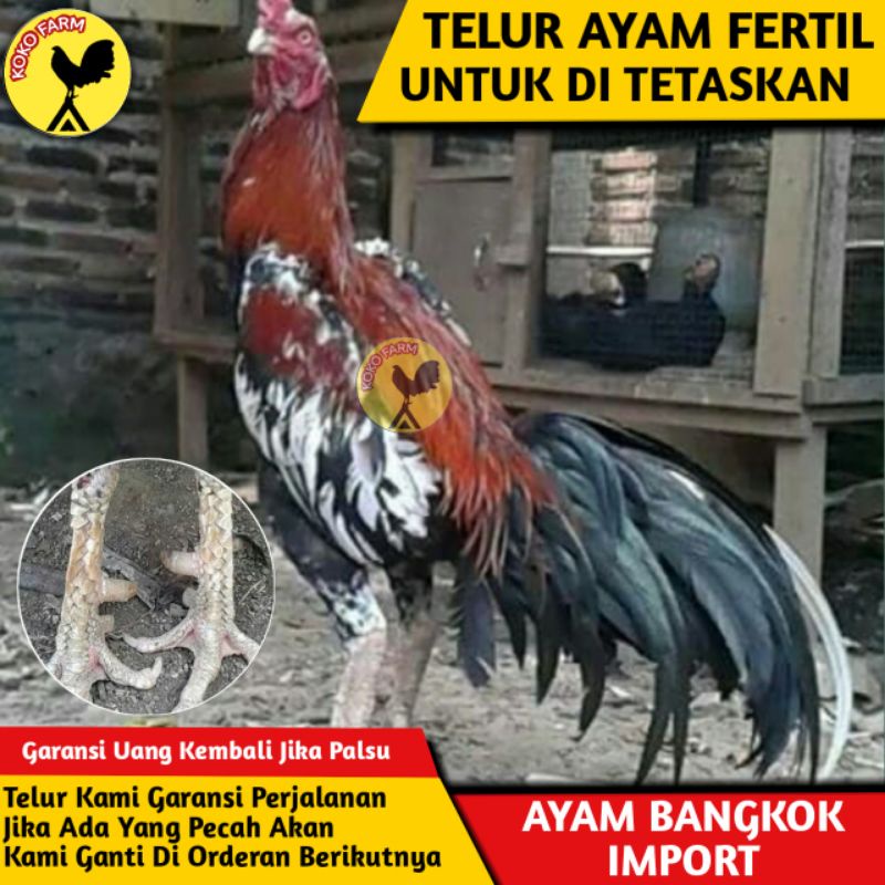Telur Ayam Bangkok f1 Asli Super Thailand / Bukan Telur Ayam Kampung Hias Shamo pakhoy Pelung Brahma
