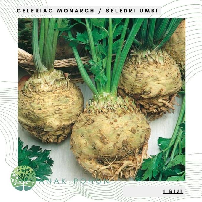 Benih Bibit Biji - Celeriac Monarch / Seledri Umbi Seeds - IMPORT (5 biji) ANPN62 Ayo Beli