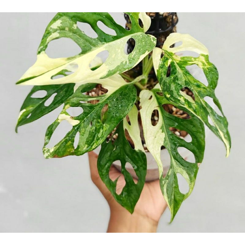 monstera andansonii variegata 3 colour / janbol varigata 3 colour / monstera janda bolong var yellow