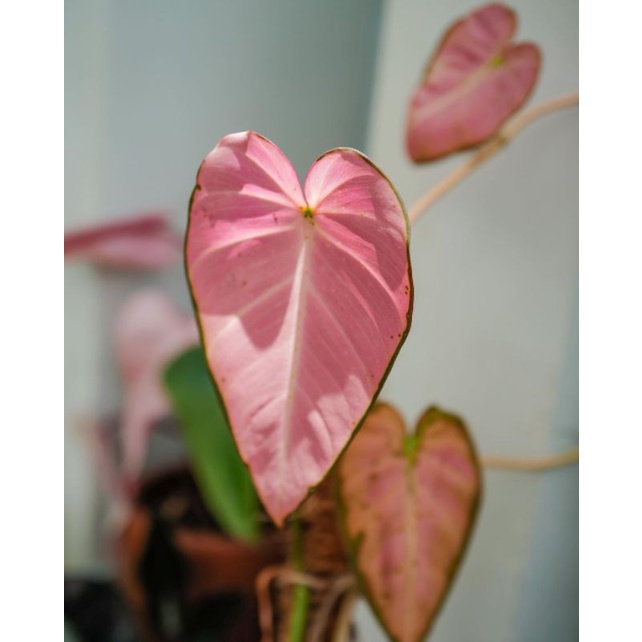 BISA COD  Tanaman hias philodendron mican pink - daun sudah pink.