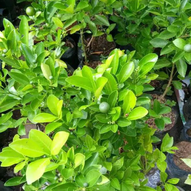 bibit jeruk kasturi berbuah // bibit jeruk songkit okulasi berbuah // bibit jeruk kip berbuah