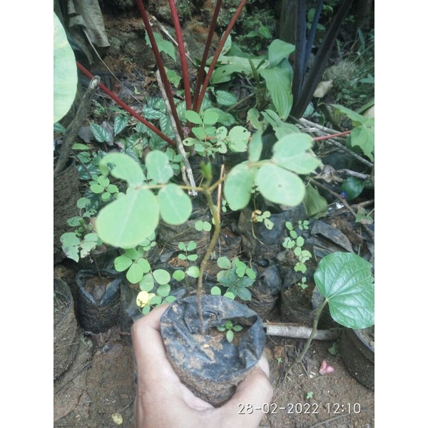 Bibit Daun Ketepeng/Bibit Pohon Ketepeng Siap Tanam/Daun Kimanila