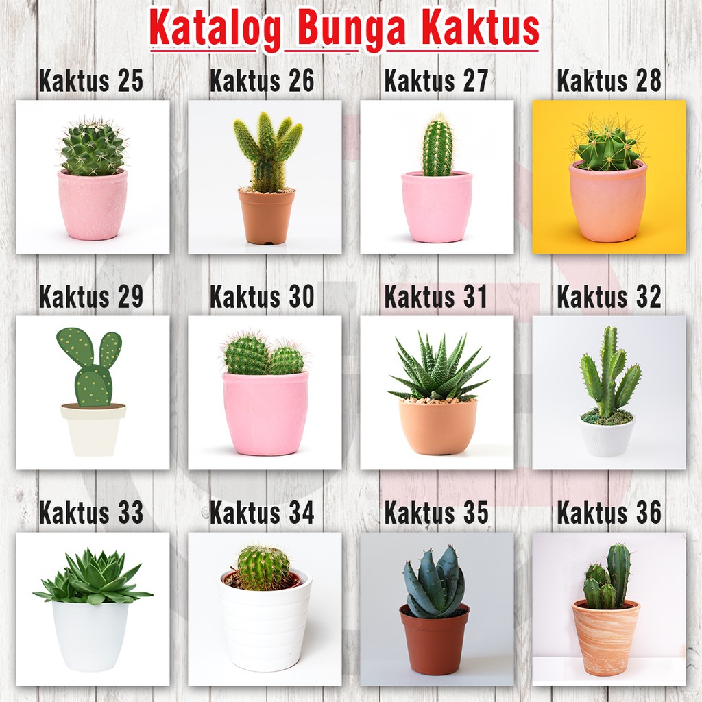 HIASAN DINDING KAKTUS PAJANGAN DINDING MURAH DEKORASI DINDING BUNGA KAKTUS WALLDECOR TANAMAN KAKTUS